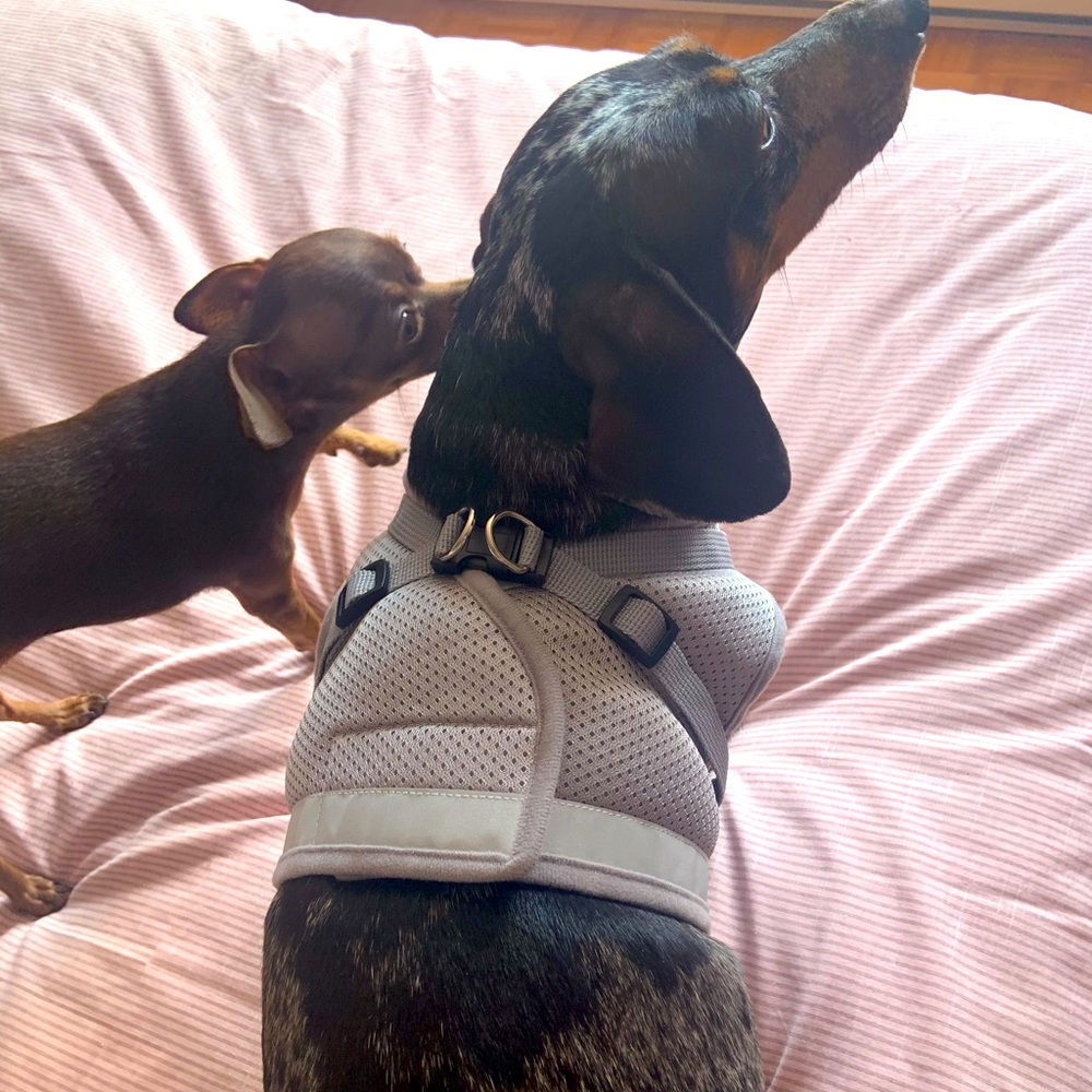 Dog harness